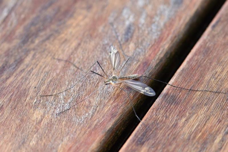 Έναρξη καταπολέμησης κουνουπιών στο Δήμο Θερμαϊκού