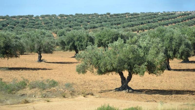 Πρόγραμμα δακοκτονίας Παρασκευή 4 Οκτωβρίου στη Μεσσηνία