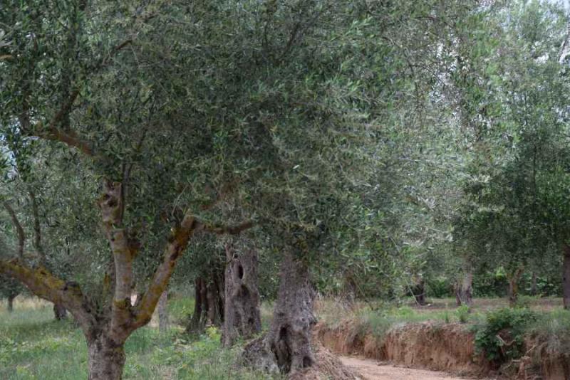 Σύσταση Εθνικού Συμβουλίου Ελαιολάδου και δακοκτονία οι προτεραιότητες του υπουργείου Αγροτικής Ανάπτυξης