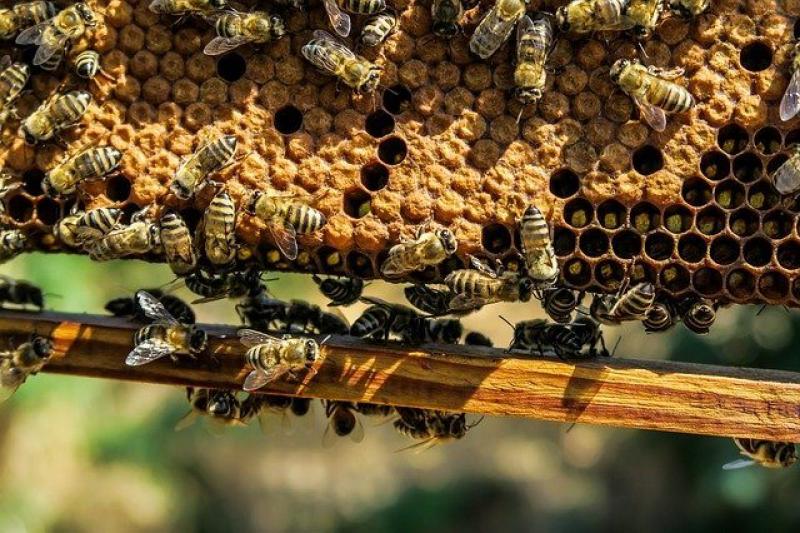 Μελισσοκομία: &quot;Άνοιξε&quot; η πλατφόρμα του «Εθνικού Ηλεκτρονικού Μελισσοκομικού Μητρώου»