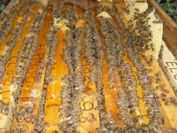 Υποβολή αιτήσεων μελισσοκόμων για την ένταξή τους σε δράσεις του 2018