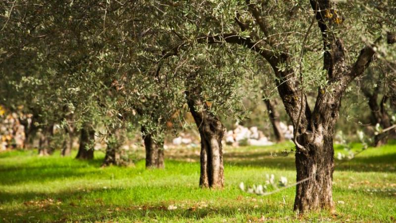 Πρόγραμμα δακοκτονίας Σάββατο 10 Αυγούστου στη Μεσσηνία