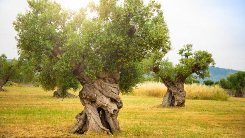 Πρόγραμμα δακοκτονίας στη Μεσσηνία Πέμπτη 18 Ιουλίου