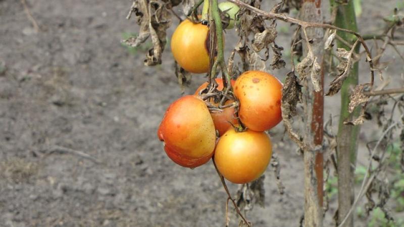 Διαπιστώθηκε η παρουσία του ιού της καστανής ρυτίδωσης των καρπών της ντομάτας