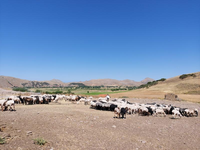 Λήμνος: «Αιγοπρόβατα: Ολιστική προσέγγιση της εκτροφής με μειωμένο περιβαλλοντικό αποτύπωμα»