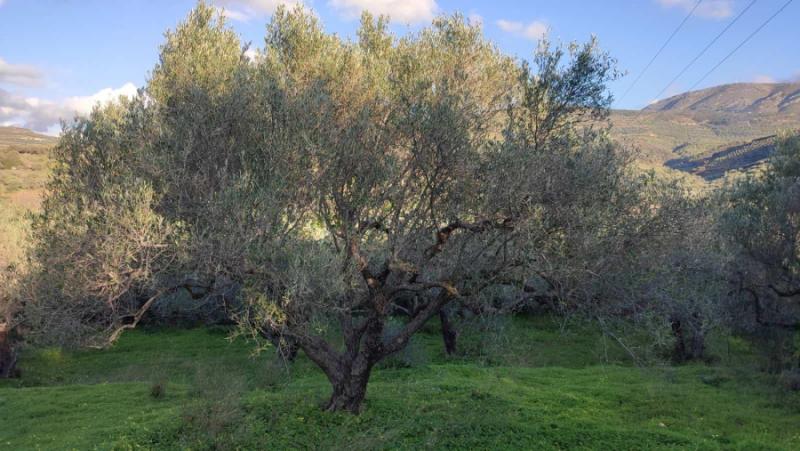 Άνθρωποι της γης: Ο 28χρονος Χρήστος από τη Σητεία μας μιλάει για τη ζωή του ως ελαιοπαραγωγός