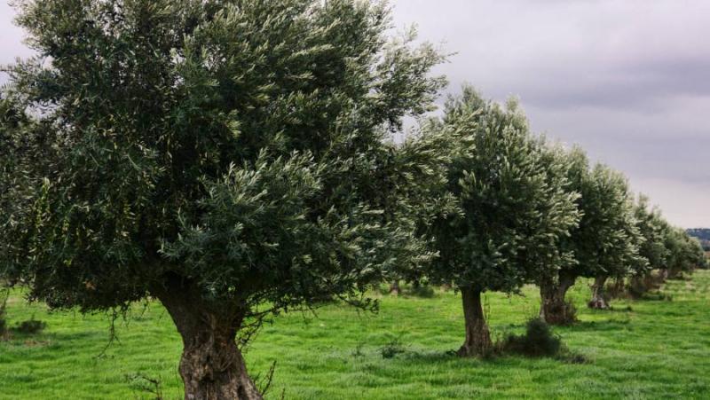 Ξεκινούν στην Αιτωλοακαρνανία οι δολωματικοί ψεκασμοί για τον δάκο της ελιάς