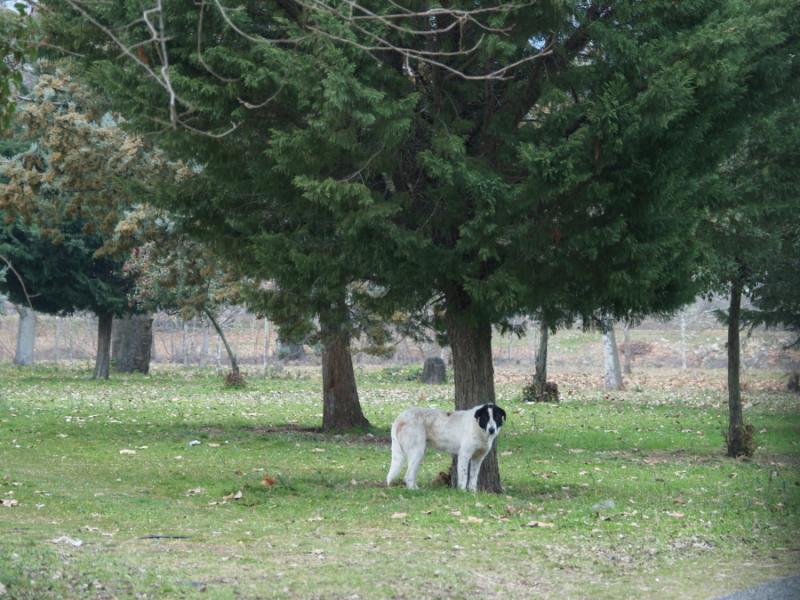 Σοβαρά προβλήματα επιβίωσης για τα αδέσποτα ζώα λόγω χαμηλών θερμοκρασιών και αδιαφορίας σύμφωνα με την καθηγήτρια κτηνιατρικής του Παν. Θεσσαλίας Κατερίνα Μανωλάκου