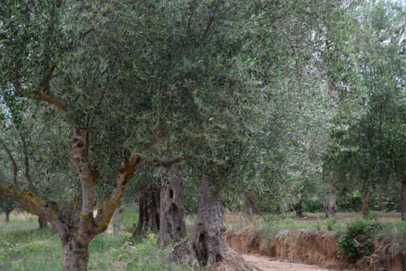 ΕΛΓΟ ΔΗΜΗΤΡΑ: Θέση εργασίας στην Καλαμάτα - Αιτήσεις έως 24 Φεβρουαρίου