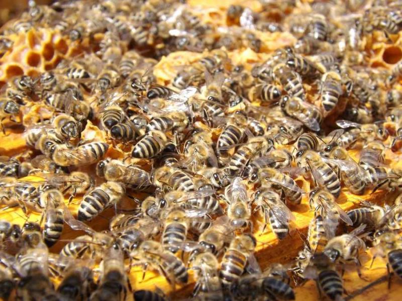Κρίσιμες προθεσμίες για το πρόγραμμα μελισσοκομίας 2019