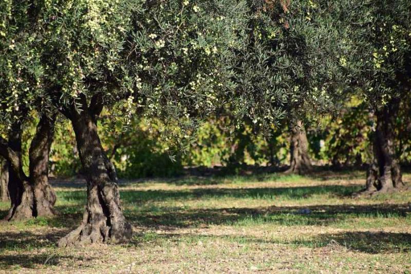 Ολοκληρώθηκε η εκκαθάριση πληρωμών του 2018 για τις Βιολογικές Καλλιέργειες